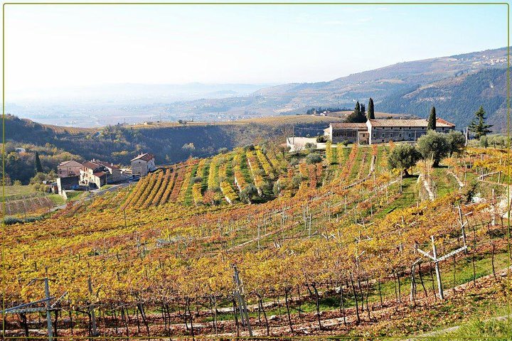 Dégustation de vin et visite de vignoble à Valpolicella, Italie, photo 6 | wizardtrip