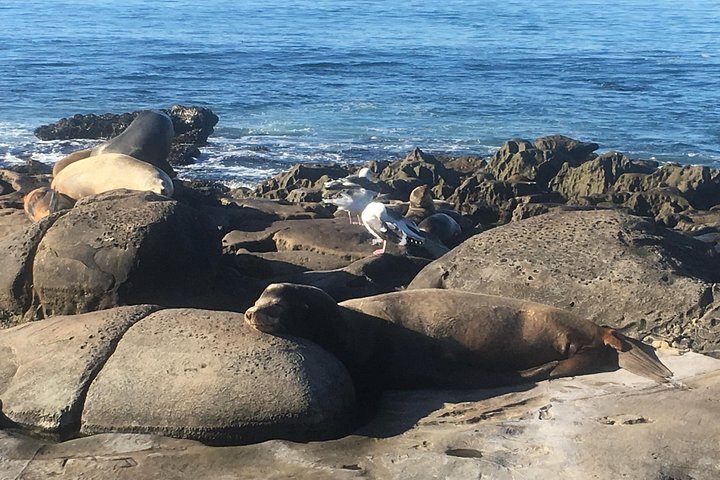Elcykeltur langs den naturskønne kystlinje i La Jolla og Pacific Beach, San Diego, foto 15 | wizardtrip