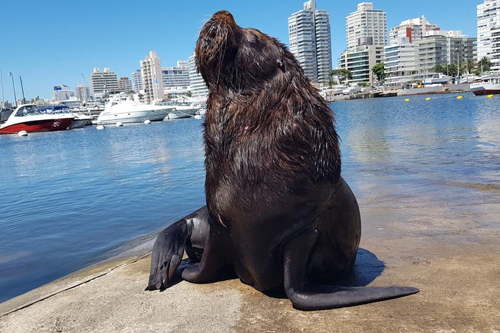 Ganztägige Tour durch Punta del Este, Uruguay, mit Stränden, Kunst und Sehenswürdigkeiten, Foto 7 | wizardtrip