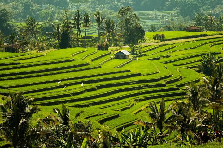 Naturskön tur av Balis tempel, vattenfall och risfält, inklusive Tanah Lot och Jatiluwih, foto 16 | wizardtrip