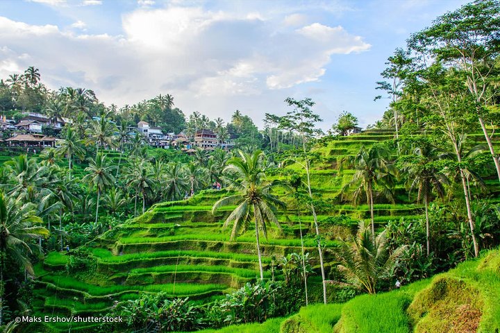 Privat tur, der udforsker Ubuds risterrasser, templer og vandfald på Bali, foto 6 | wizardtrip