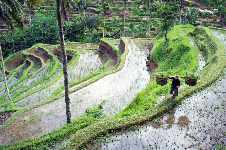 Privat tur, der udforsker Ubuds risterrasser, templer og vandfald på Bali, foto 7 | wizardtrip