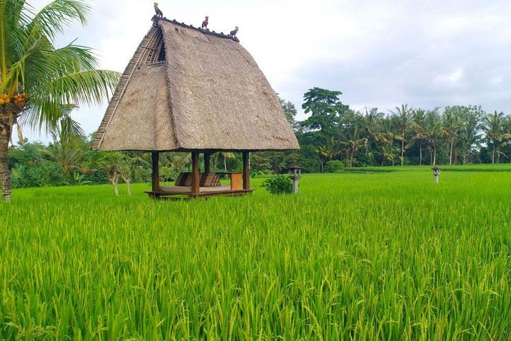 Privat tur, der udforsker Ubuds risterrasser, templer og vandfald på Bali, foto 8 | wizardtrip