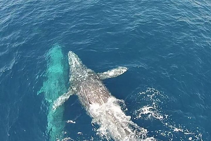 Observation des baleines à Dana Point | wizardtrip