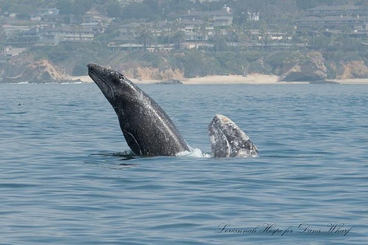 Excursion d'observation des baleines à Dana Point, Californie, observation de baleines et de dauphins, photo 8 | wizardtrip
