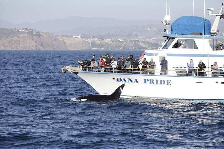 Excursion d'observation des baleines à Dana Point, Californie, observation de baleines et de dauphins, photo 9 | wizardtrip
