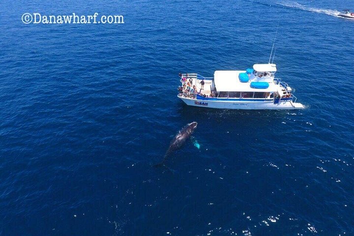 Excursion d'observation des baleines à Dana Point, Californie, observation de baleines et de dauphins, photo 10 | wizardtrip