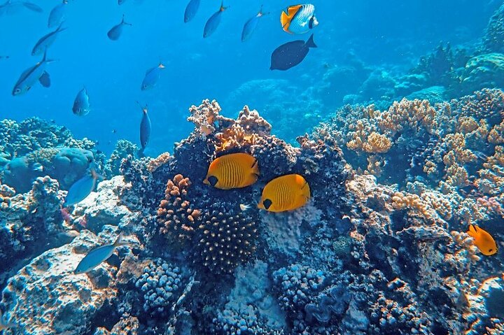Entdecken Sie Saint Lucias atemberaubende Land- und Seelandschaften auf einer All-Inclusive-Exkursion mit Pitons, Schlammbädern und Schnorcheln, Foto 29 | wizardtrip