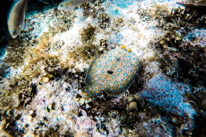 Katamarantur endast för vuxna i Punta Cana med snorkling, strandavkoppling och gourmetlunch, foto 6 | wizardtrip