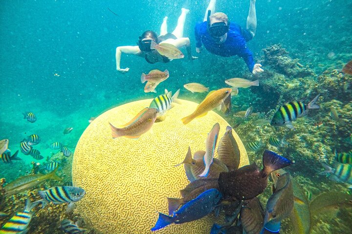 Coral Quest : Expérience de conservation marine (Tout âge) | wizardtrip