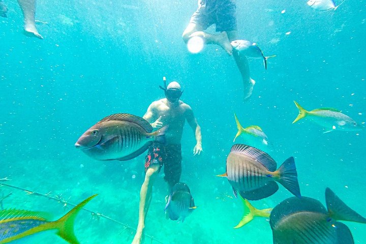 Mariene conservatie catamarantour in Punta Cana met snorkelen en lunch, foto 6 | wizardtrip