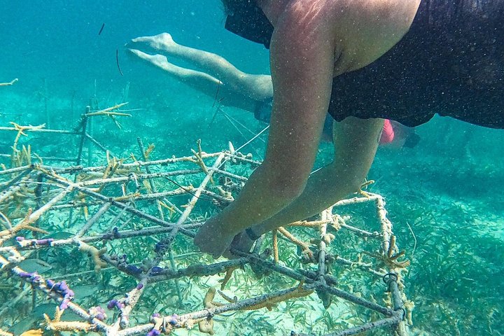 Mariene conservatie catamarantour in Punta Cana met snorkelen en lunch, foto 8 | wizardtrip