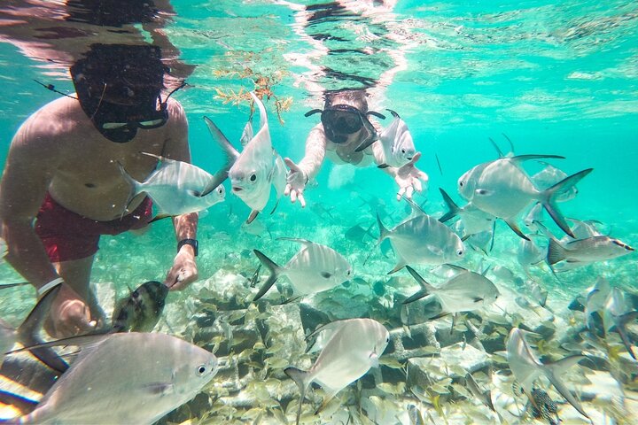 Mariene conservatie catamarantour in Punta Cana met snorkelen en lunch, foto 9 | wizardtrip