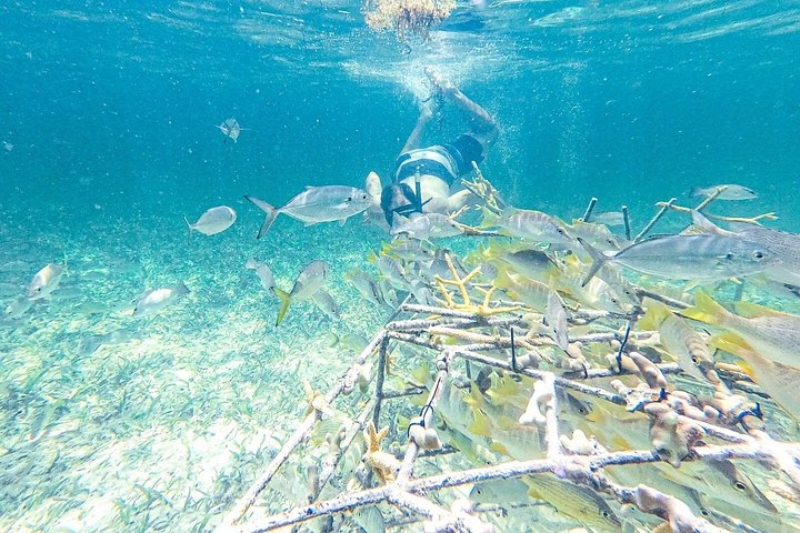 Mariene conservatie catamarantour in Punta Cana met snorkelen en lunch, foto 12 | wizardtrip