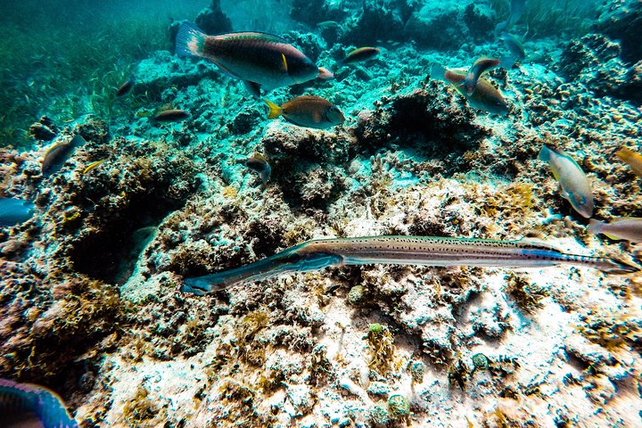 Mariene conservatie catamarantour in Punta Cana met snorkelen en lunch, foto 13 | wizardtrip