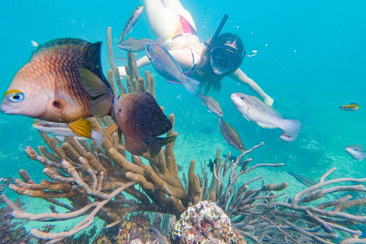 Tour in catamarano solo per adulti a Punta Cana con snorkeling e pranzo, foto 21 | wizardtrip