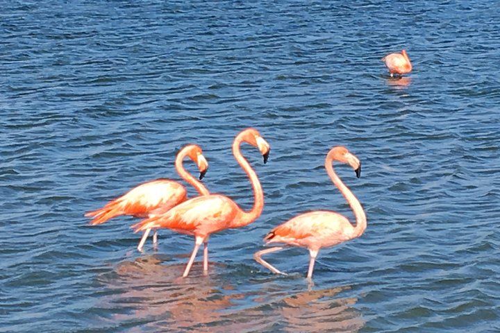 Entdecken Sie die Highlights von Curaçao: Flamingos, Nationalpark, Schildkröten, Strände und Blue Curaçao Likör, Foto 6 | wizardtrip