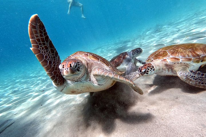 Entdecken Sie die Highlights von Curaçao: Flamingos, Nationalpark, Schildkröten, Strände und Blue Curaçao Likör, Foto 9 | wizardtrip