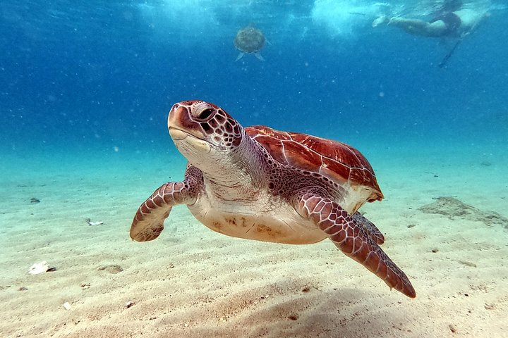 Entdecken Sie die Highlights von Curaçao: Flamingos, Nationalpark, Schildkröten, Strände und Blue Curaçao Likör, Foto 17 | wizardtrip