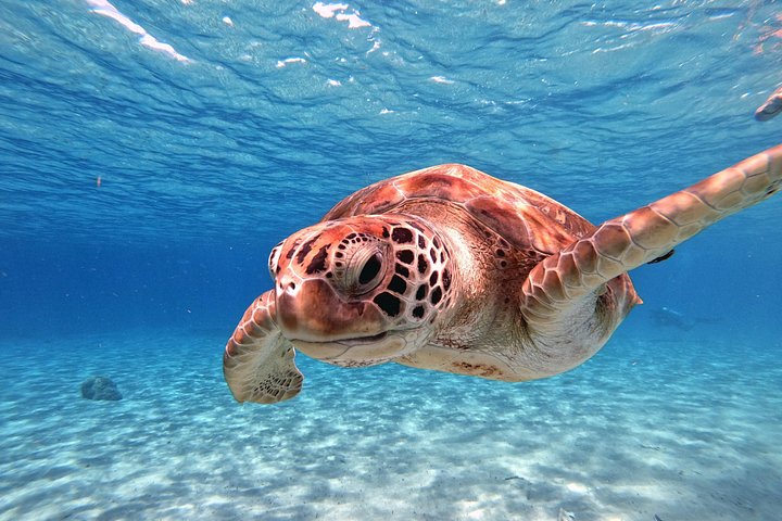 Entdecken Sie die Highlights von Curaçao: Flamingos, Nationalpark, Schildkröten, Strände und Blue Curaçao Likör, Foto 18 | wizardtrip