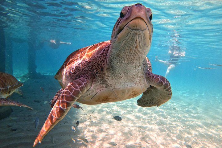 Entdecken Sie die Highlights von Curaçao: Flamingos, Nationalpark, Schildkröten, Strände und Blue Curaçao Likör, Foto 21 | wizardtrip