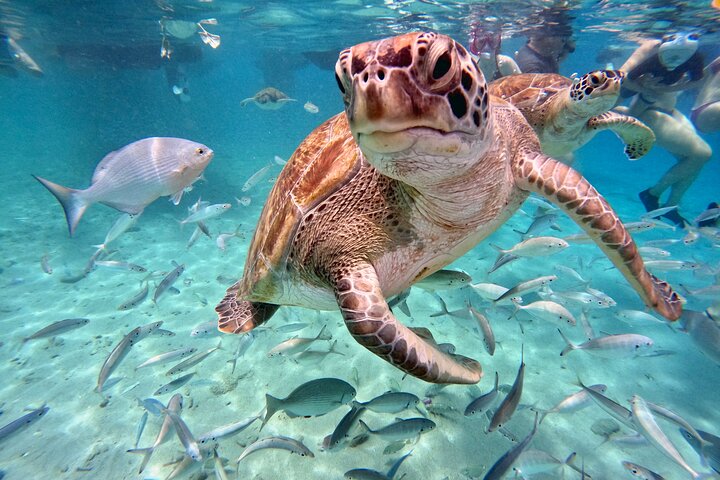 Curaçao: Svøm med havskildpadder & Grote Knip + Gratis undervandsbilleder | wizardtrip