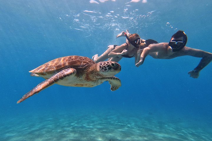 ウミガメと泳ぎ、美しいビーチを探索するキュラソーツアー、写真7 | wizardtrip