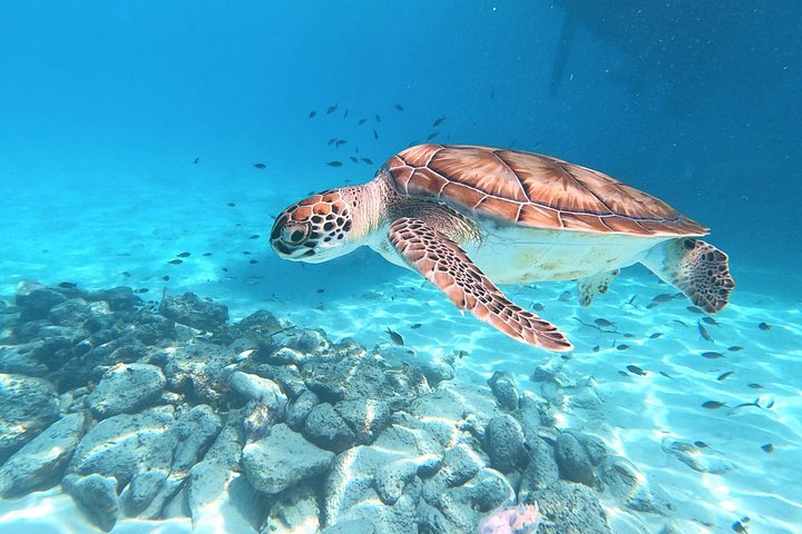 ウミガメと泳ぎ、美しいビーチを探索するキュラソーツアー、写真10 | wizardtrip