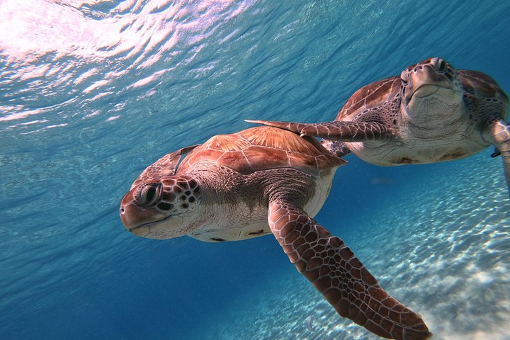 ウミガメと泳ぎ、美しいビーチを探索するキュラソーツアー、写真12 | wizardtrip
