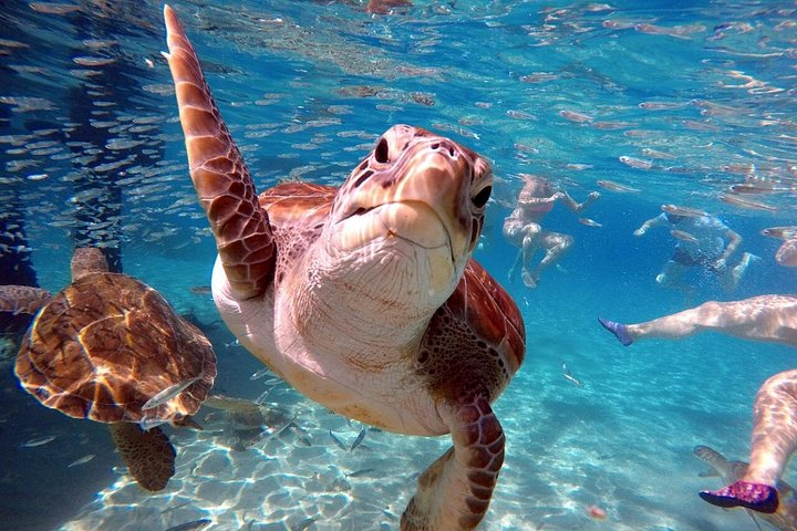 ウミガメと泳ぎ、美しいビーチを探索するキュラソーツアー、写真13 | wizardtrip
