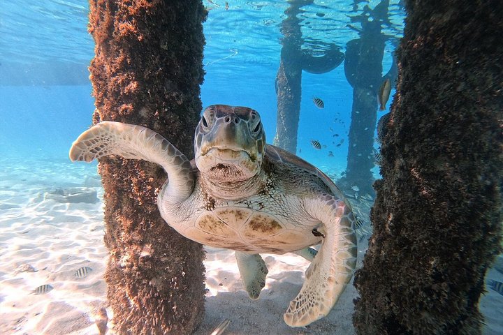 ウミガメと泳ぎ、美しいビーチを探索するキュラソーツアー、写真14 | wizardtrip