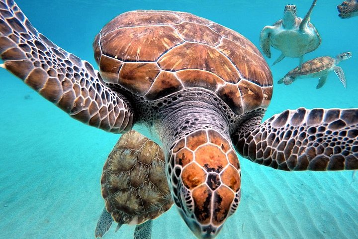ウミガメと泳ぎ、美しいビーチを探索するキュラソーツアー、写真18 | wizardtrip