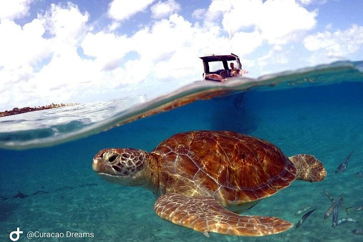 ウミガメと泳ぎ、美しいビーチを探索するキュラソーツアー、写真19 | wizardtrip