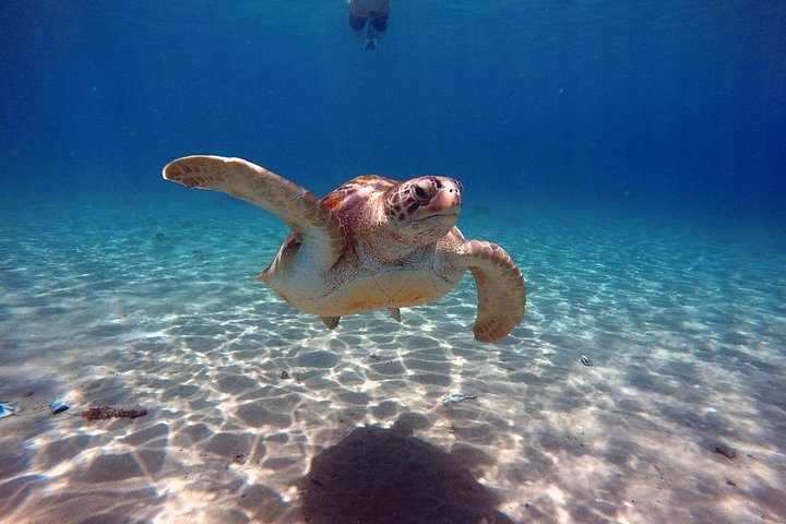 ウミガメと泳ぎ、美しいビーチを探索するキュラソーツアー、写真20 | wizardtrip