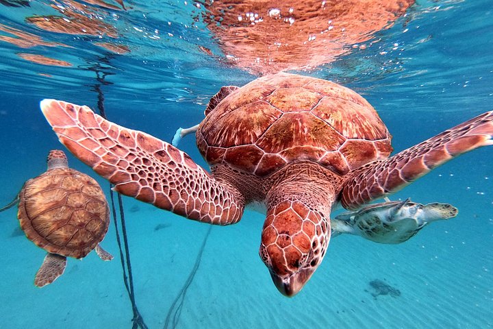 ウミガメと泳ぎ、美しいビーチを探索するキュラソーツアー、写真21 | wizardtrip