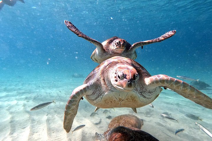 ウミガメと泳ぎ、美しいビーチを探索するキュラソーツアー、写真22 | wizardtrip