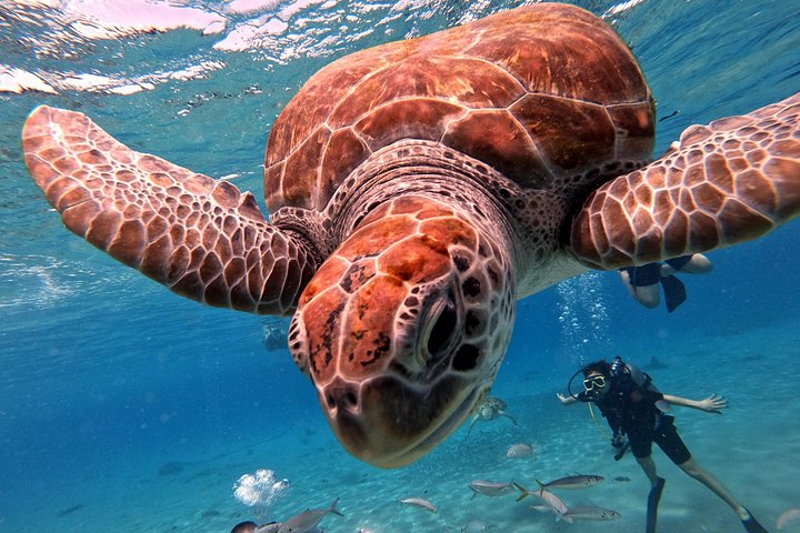 ウミガメと泳ぎ、美しいビーチを探索するキュラソーツアー、写真23 | wizardtrip