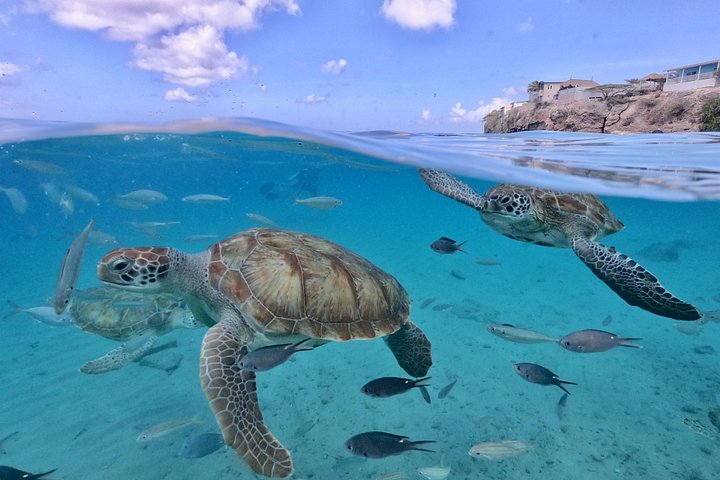 ウミガメと泳ぎ、美しいビーチを探索するキュラソーツアー、写真28 | wizardtrip