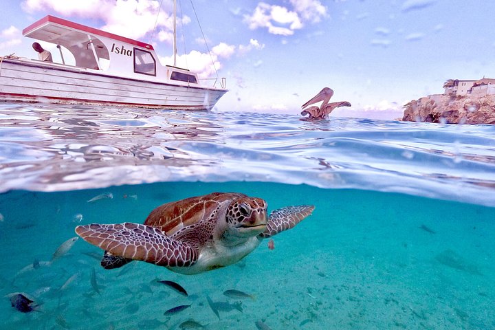 ウミガメと泳ぎ、美しいビーチを探索するキュラソーツアー、写真30 | wizardtrip