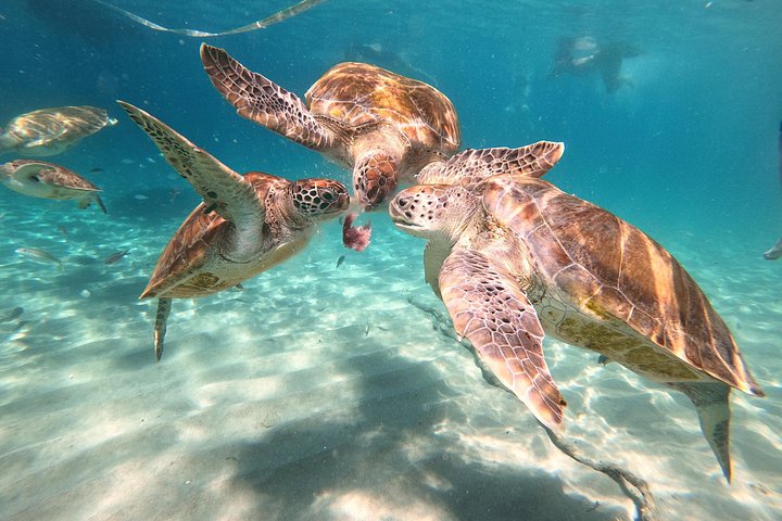 ウミガメと泳ぎ、美しいビーチを探索するキュラソーツアー、写真35 | wizardtrip