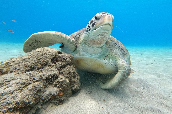 ウミガメと泳ぎ、美しいビーチを探索するキュラソーツアー、写真36 | wizardtrip