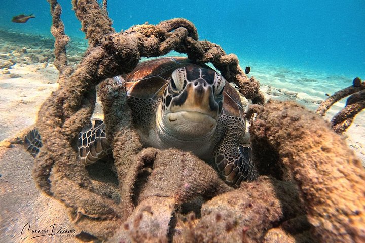 ウミガメと泳ぎ、美しいビーチを探索するキュラソーツアー、写真44 | wizardtrip