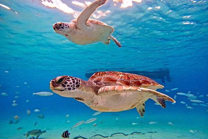 ウミガメと泳ぎ、美しいビーチを探索するキュラソーツアー、写真46 | wizardtrip