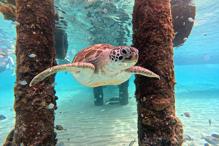 ウミガメと泳ぎ、美しいビーチを探索するキュラソーツアー、写真47 | wizardtrip