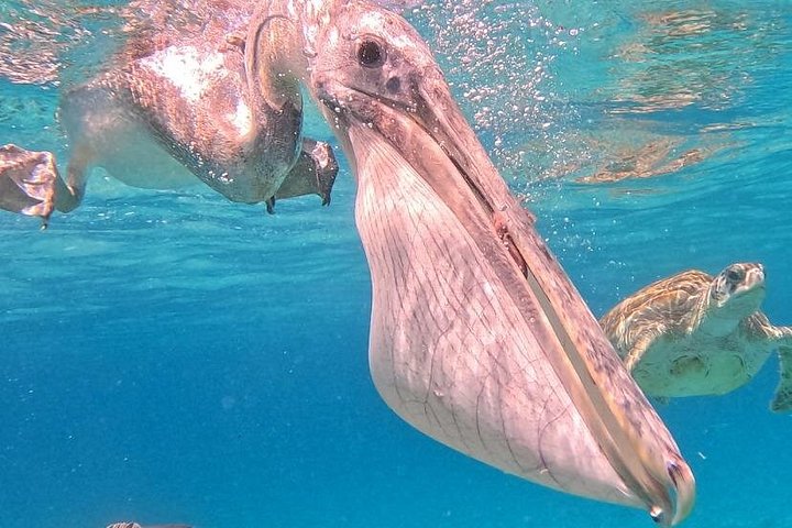ウミガメと泳ぎ、美しいビーチを探索するキュラソーツアー、写真48 | wizardtrip