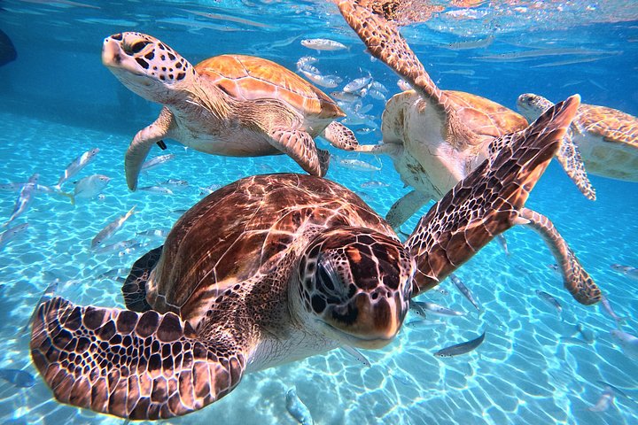 ウミガメと泳ぎ、美しいビーチを探索するキュラソーツアー、写真49 | wizardtrip