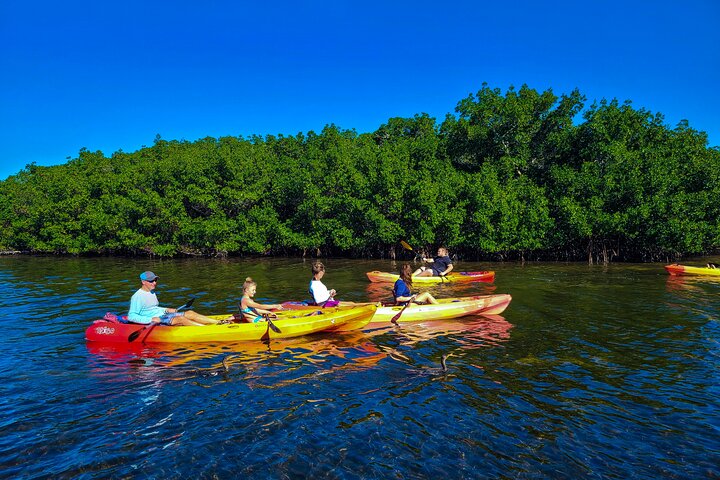 Des kayakistes naviguent dans un tunnel de mangrove serein en Floride, à Sarasota, en observant la faune, photo 6 | wizardtrip