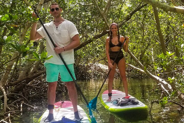 Des kayakistes naviguent dans un tunnel de mangrove serein en Floride, à Sarasota, en observant la faune, photo 7 | wizardtrip