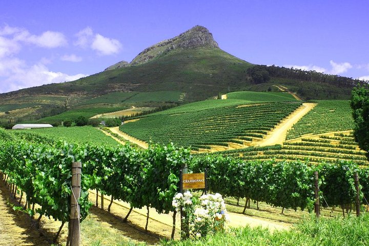 Tour de medio día de vinos desde Ciudad del Cabo a Stellenbosch, con degustaciones, maridajes y visitas a bodegas, foto 6 | wizardtrip