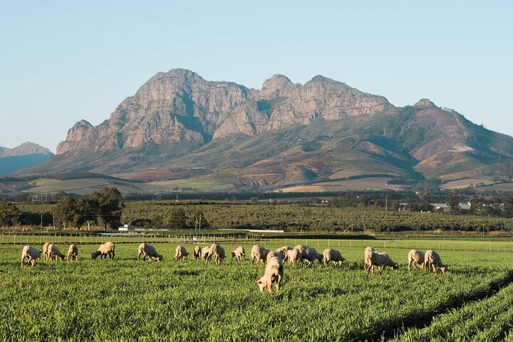 Tour de medio día de vinos desde Ciudad del Cabo a Stellenbosch, con degustaciones, maridajes y visitas a bodegas, foto 16 | wizardtrip